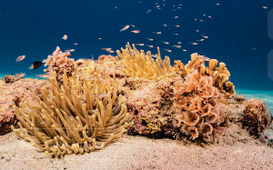 coral reefs or marine life in Hurghada