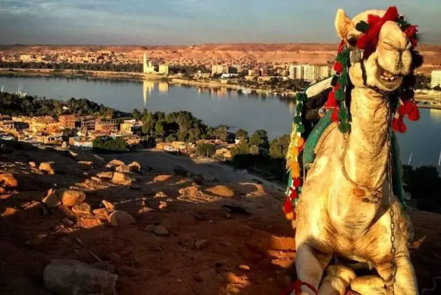 camel in Aswan