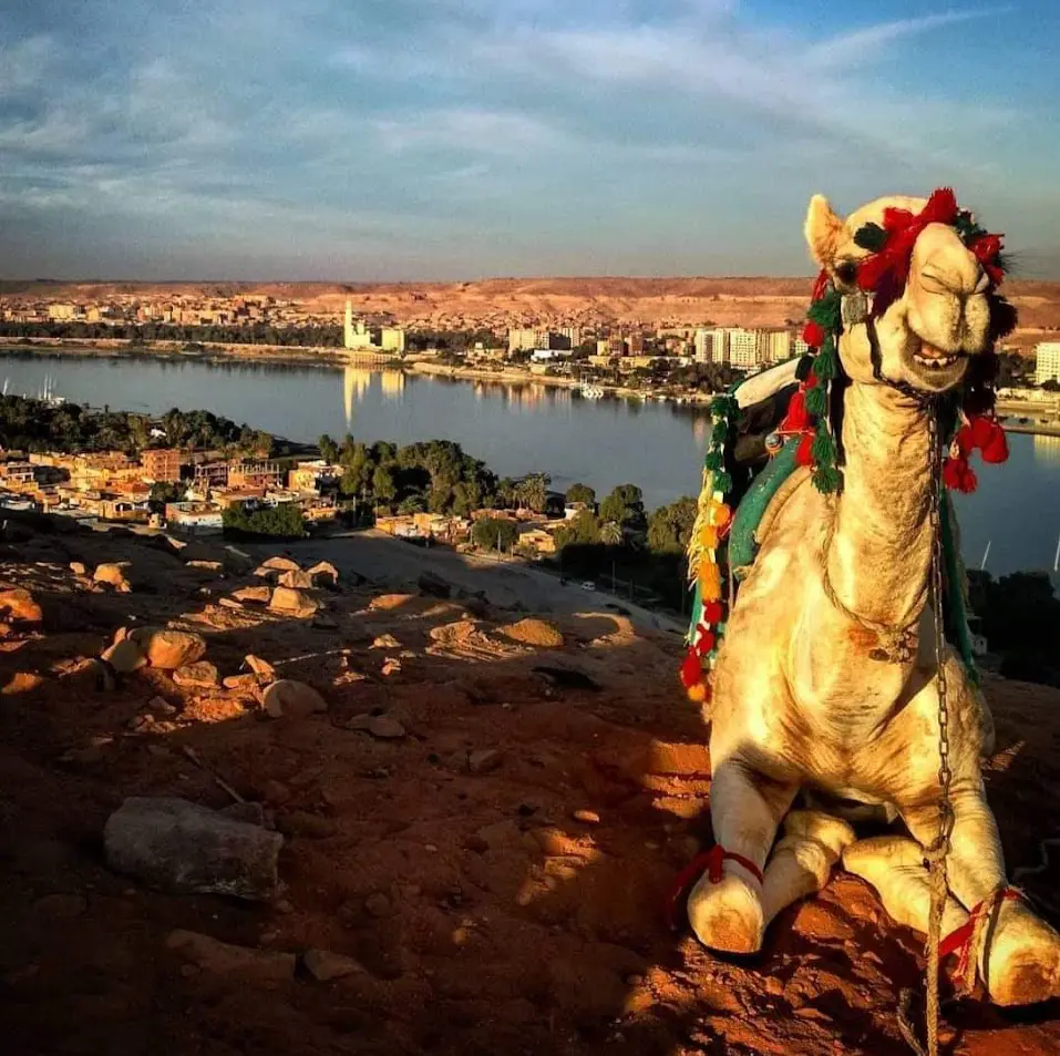 camel in Aswan