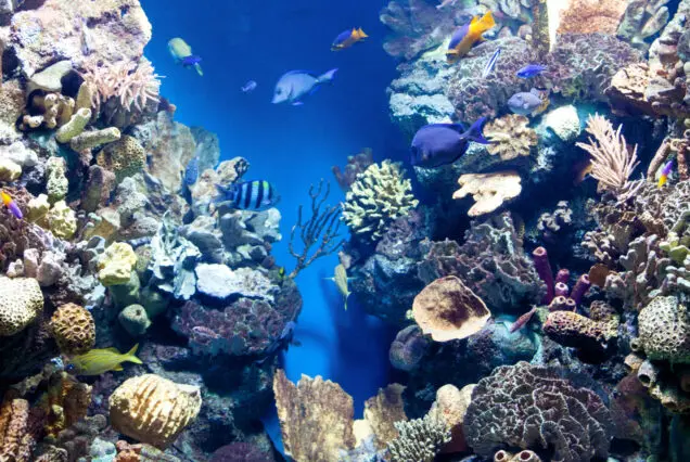 Sharm El Sheikh's coastline or coral reefs