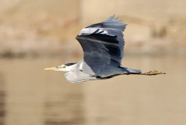 Al-Fayoum’s Migratory Birds