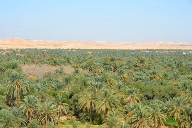 palms- Siwa Oasis