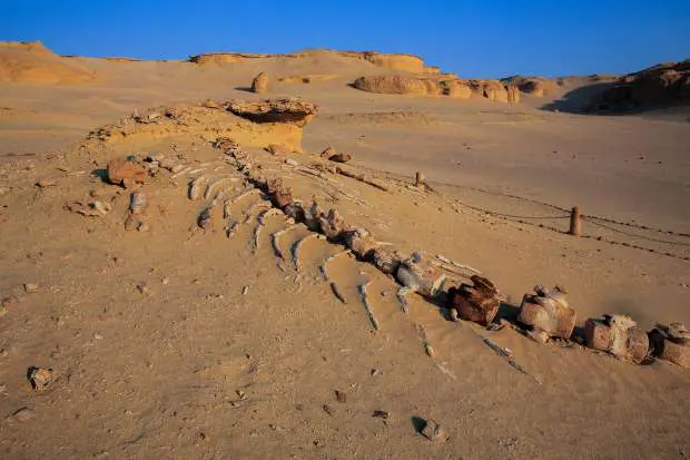 fayom Whales valley