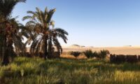 Oasis-de-Siwa-09.jpeg